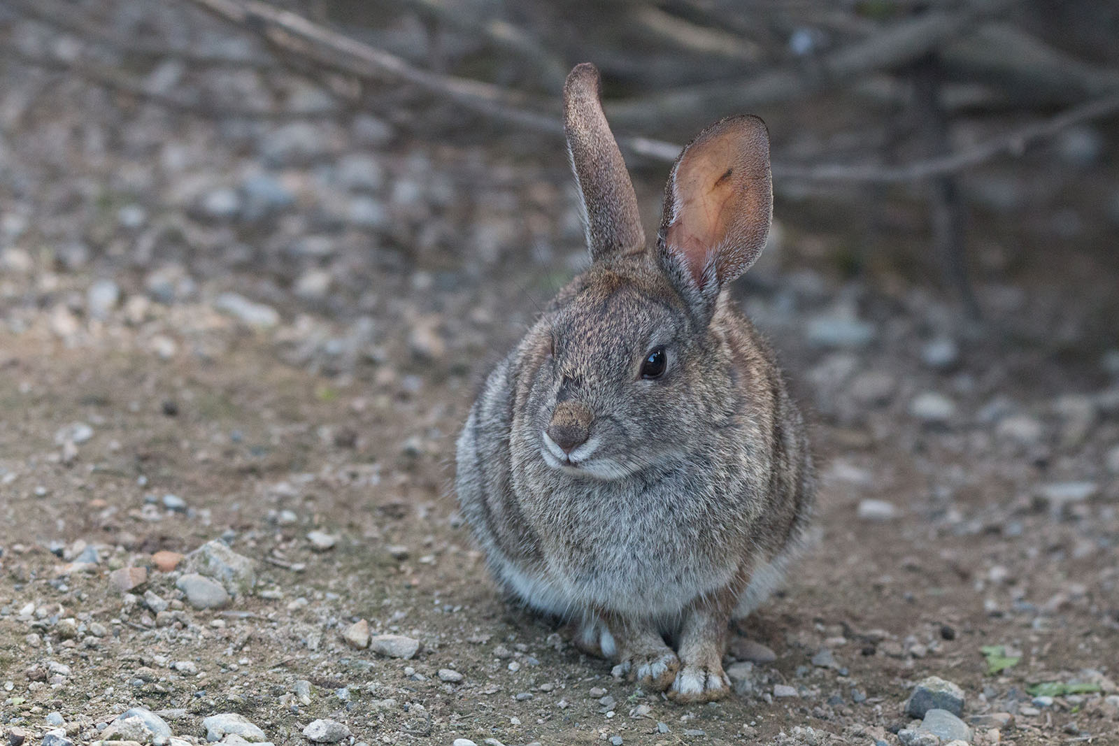 Riparian brush rabbit on trail FWS.gov